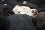 Livestock Farmers Cattle Auction