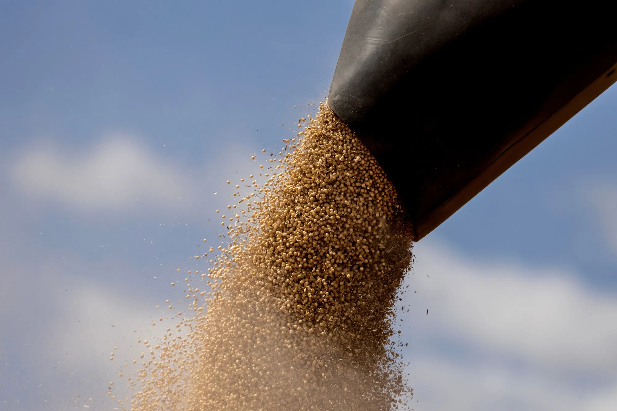 Soybeans.