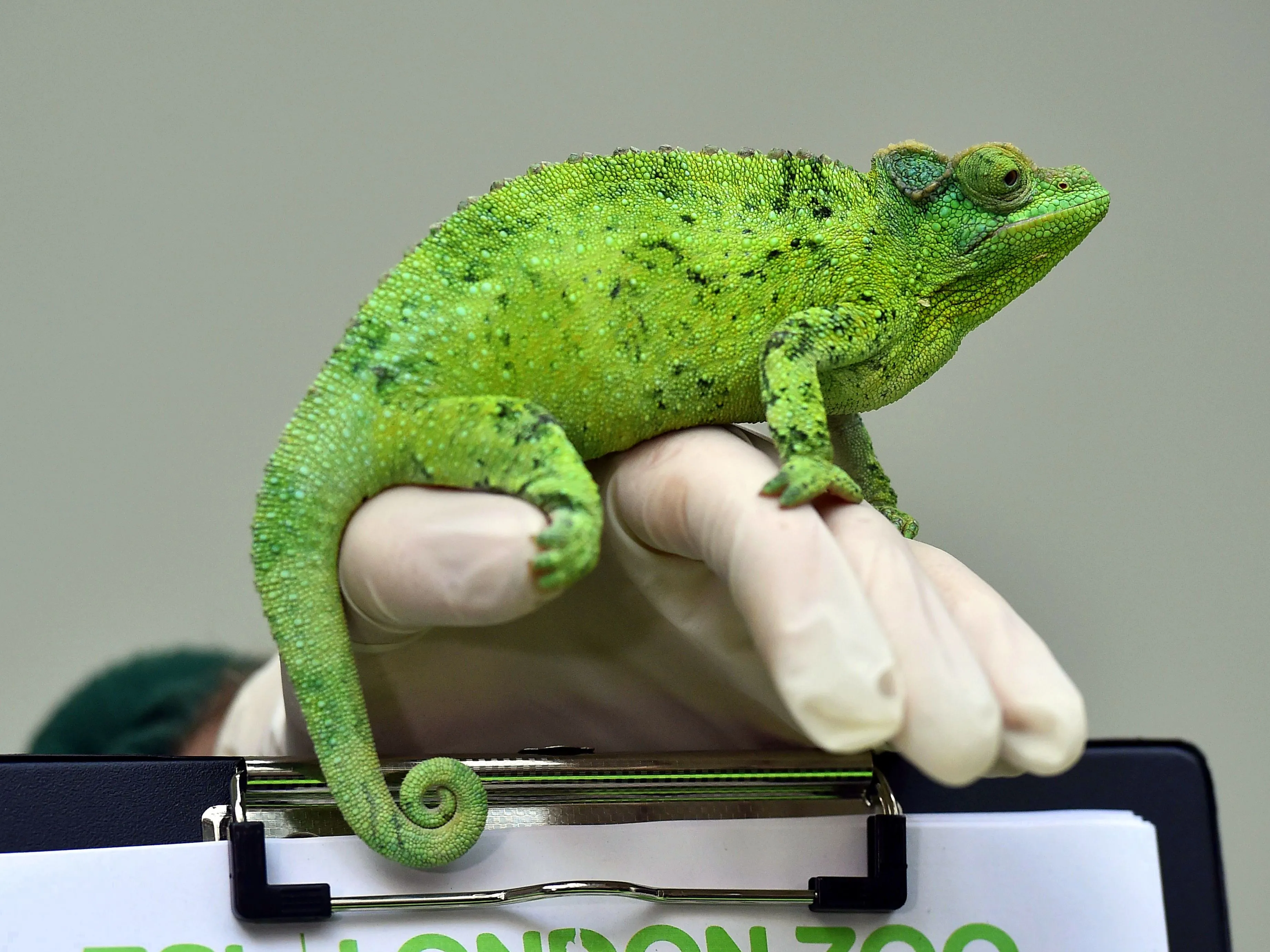 A zoo keeper poses with a Jackson's Chameleon during the annual stocktake photocall at London Zoo&nbsp;&nbsp;