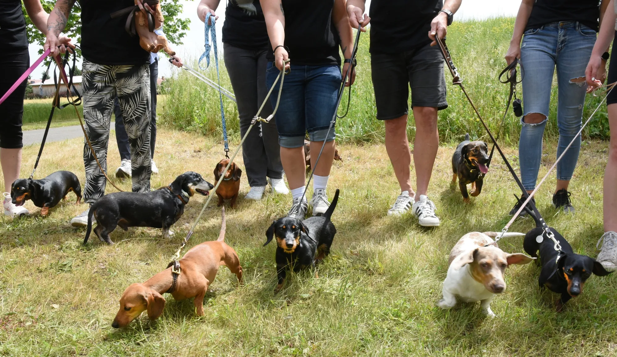Weekend_Dachsunds
