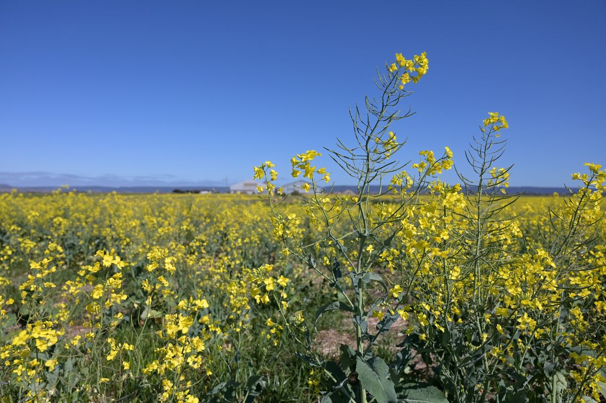 China Seeks to Reopen Australia Canola Trade as Canada Ties Sour