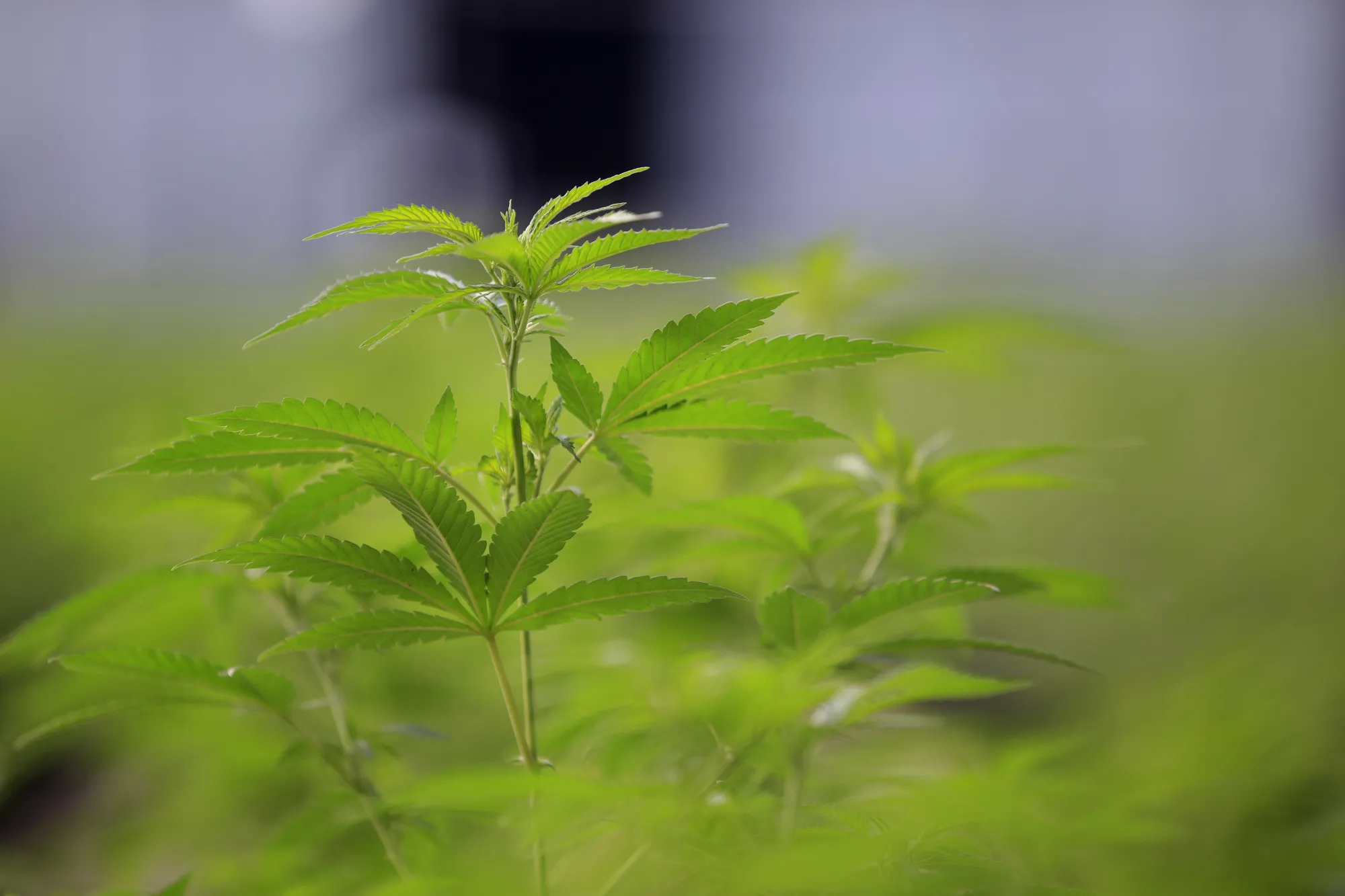 Marijuana Growing At Los Suenos Farms As Colorado's $1-Billion Pot Industry Saves Towns