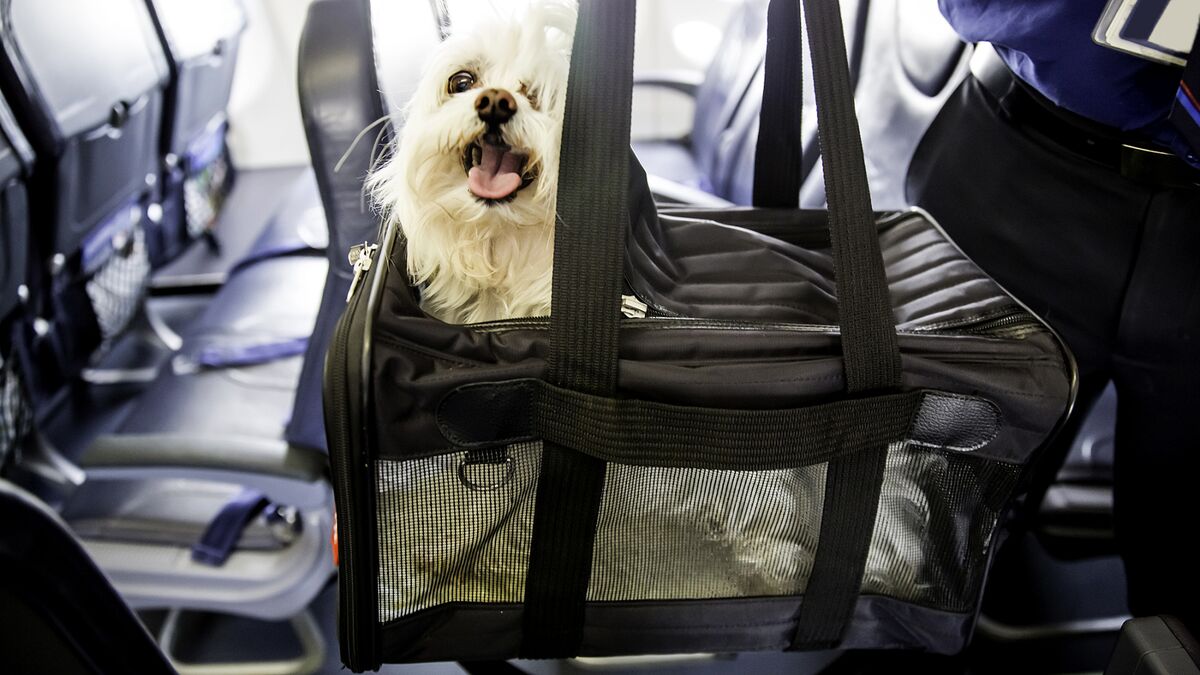 Delta Cracks Down On Pets Claimed As Emotional Support Animals