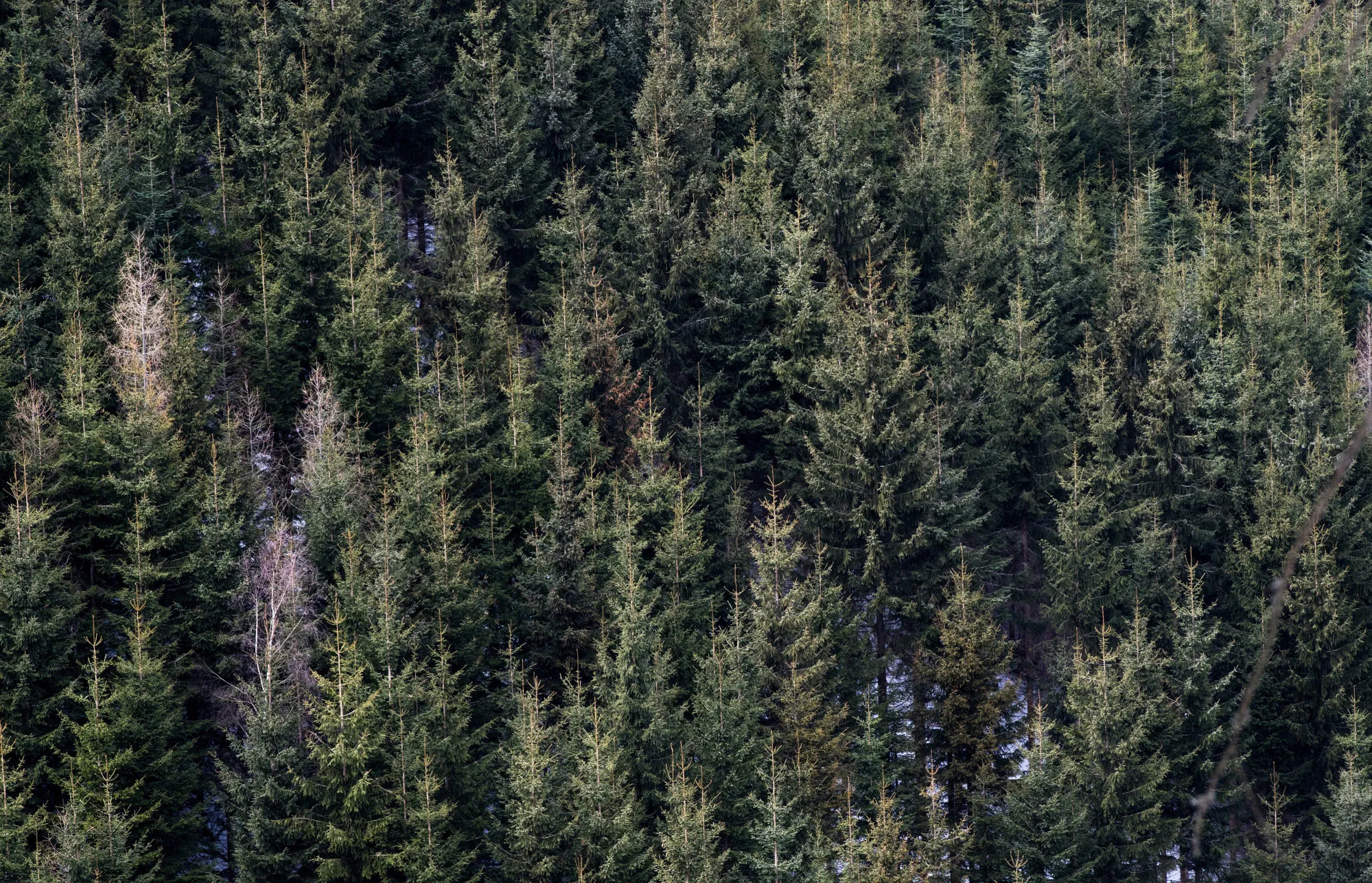 Rothschild Forest Sale With 100-Million-Euro Price Tag Sheds Light On Talk-Only Market