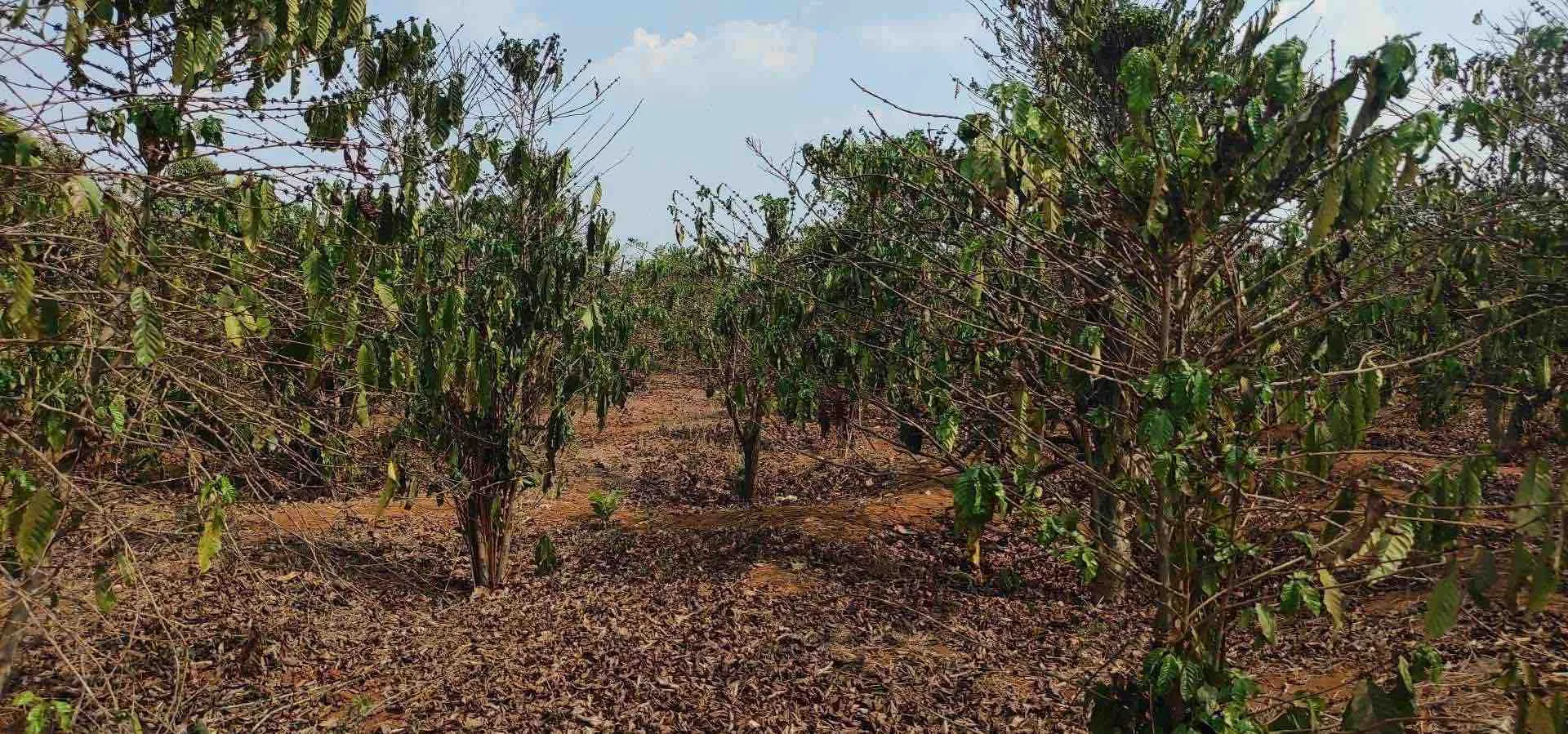Coffee farm in Gia Lai Province, Vietnam on April 23.
