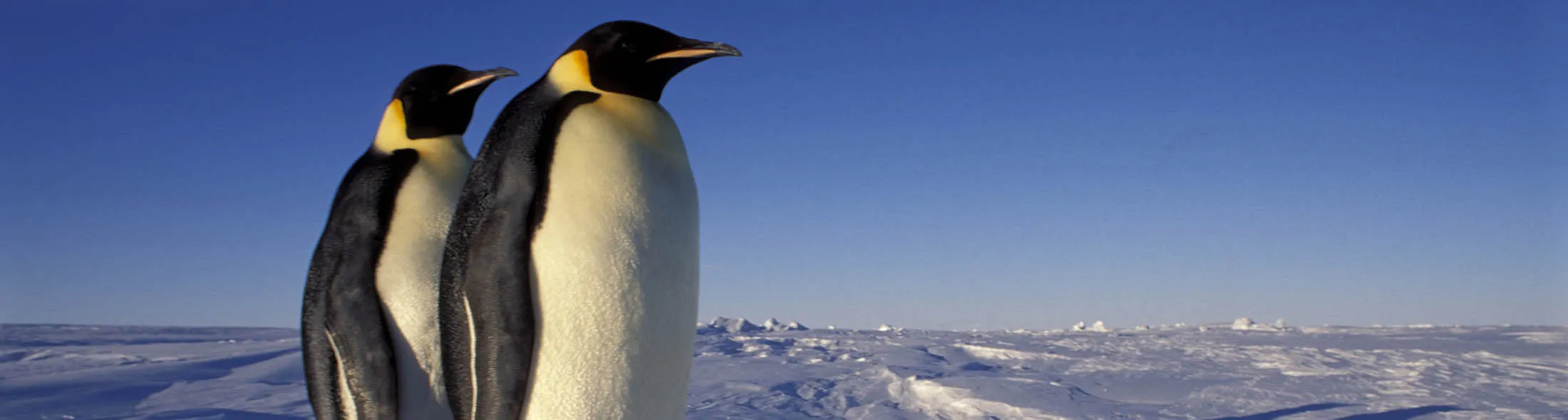 1493166262_penguin lede