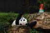 D.C.'s National Zoo Holds A PandaPalooza Event, As Zoo Prepares To Return Them To China In December