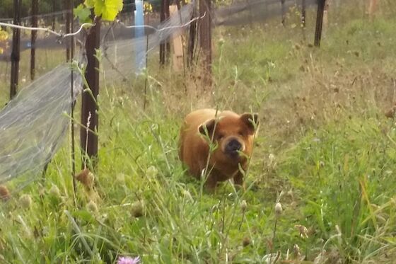 Organic Winemaking Is a Zoo With Armadillos, Falcons, and Pigs