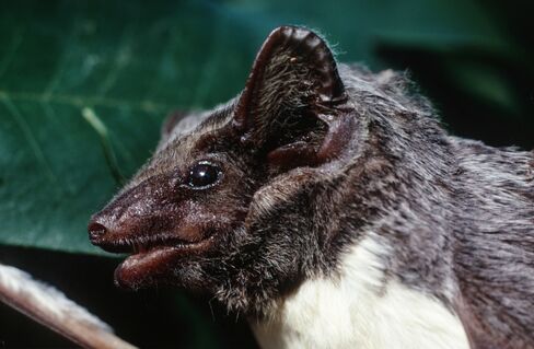 Egyptian Tomb Bat Narrows Hunt for Source of Killer Lung Virus