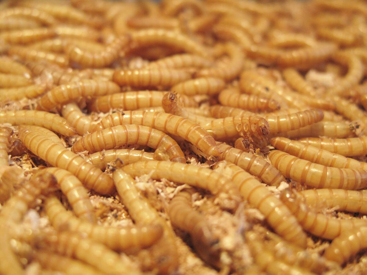 Edible Insect-Farming Hatches New Breed of ‘Entopreneurs ...