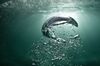 Air bubbles rise to the surface at Bronte Beach, Sydney Australia.
