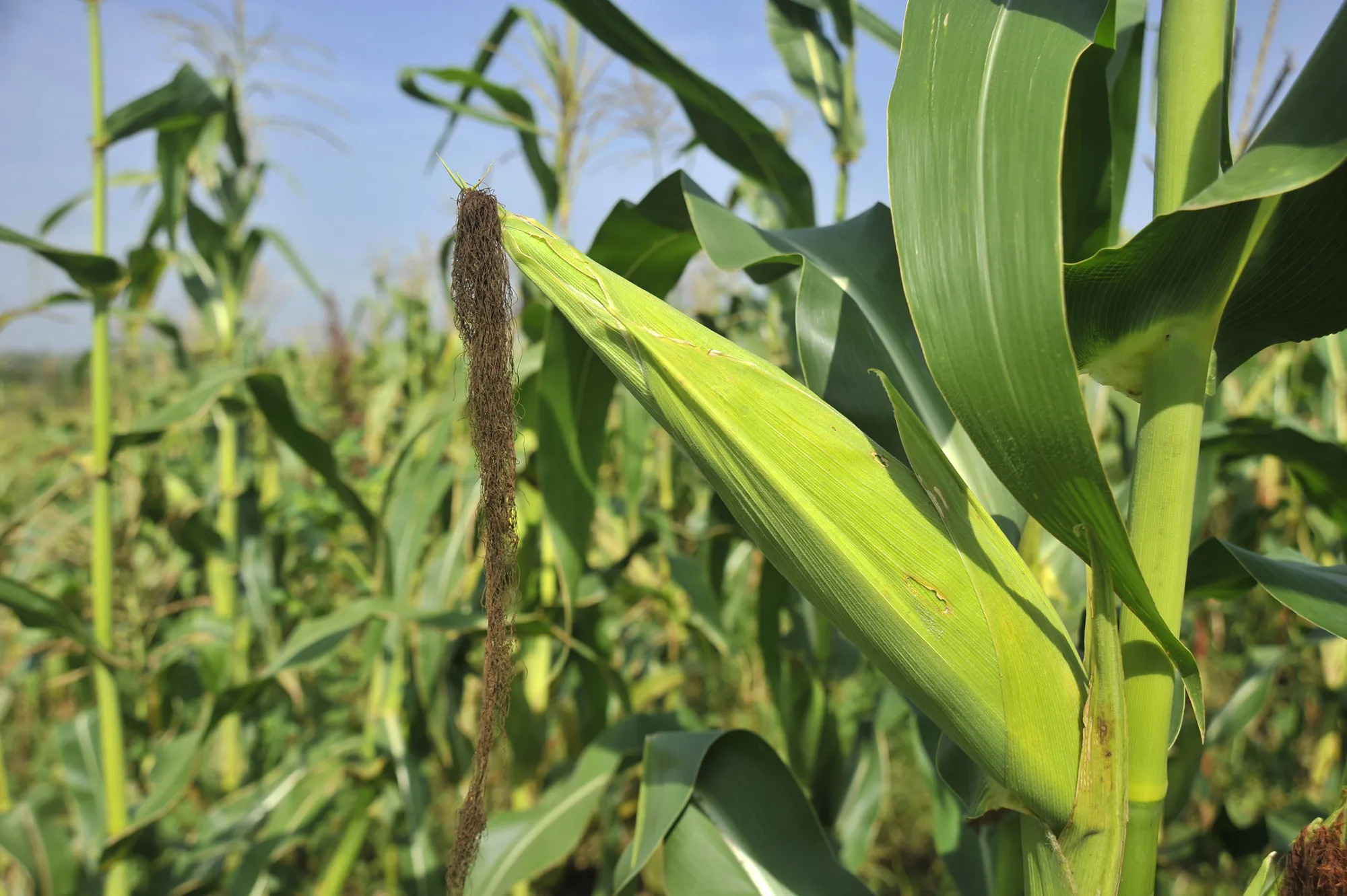 Maize plants grow in Joska, Kenya, on Jan. 28, 2016.

