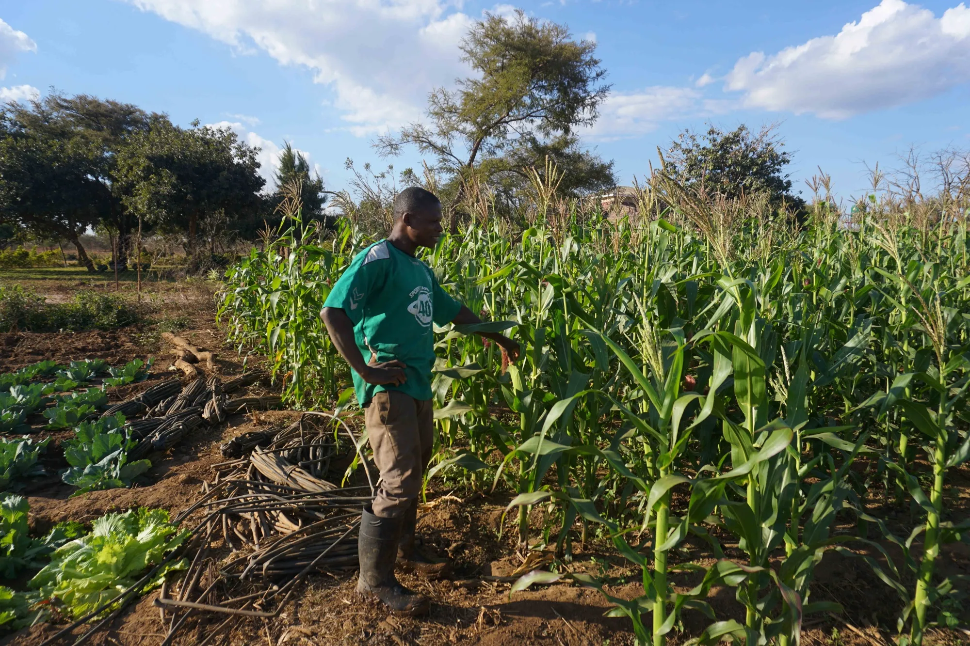 A farmer&nbsp;manages irrigation in a corn field in Chibombo,&nbsp;Zambia.