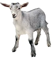 The Craziest Things Employees Tried to Expense Last Year