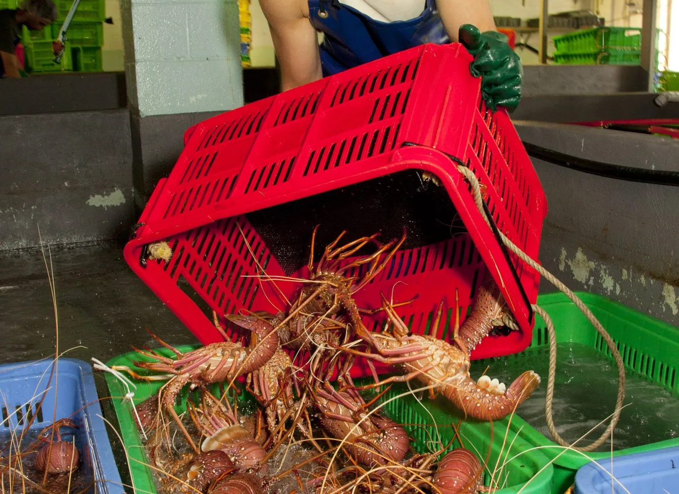 Free trade? Tell it to the lobsters.