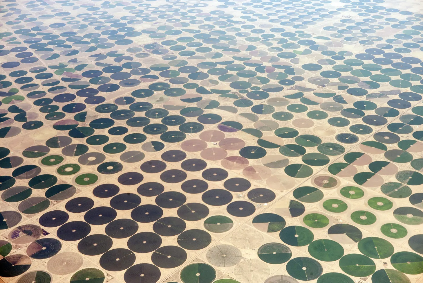 Cultured farms in sit in Saudi Arabia.
