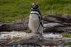CHILE-ENVIRONMENT-SCIENCE-ANIMAL-PENGUIN