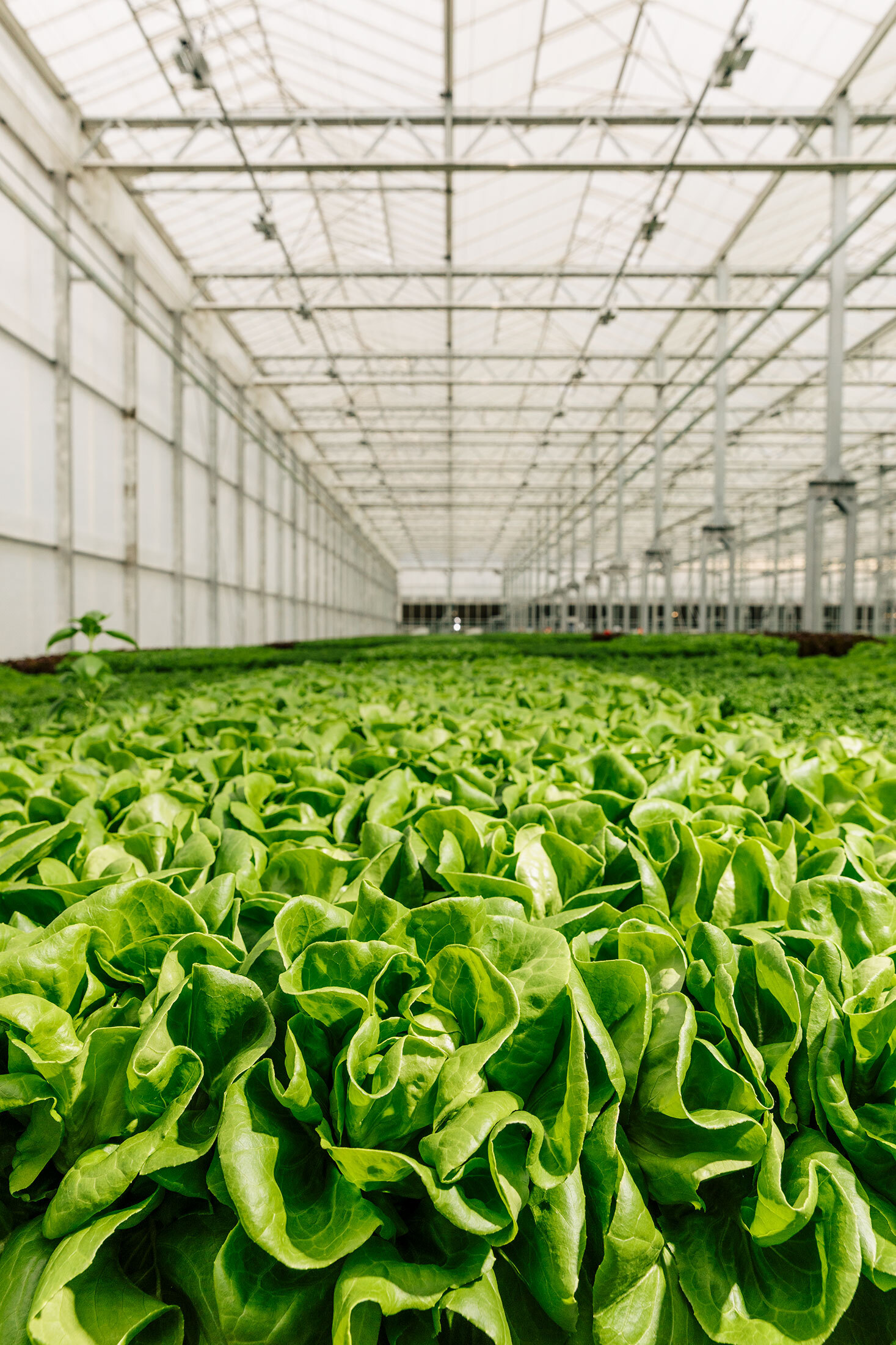 Gotham Greens: A Farm Grows in Brooklyn - Bloomberg