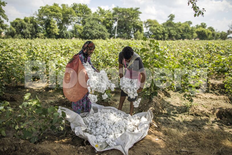 Cotton Cultivation as Dry Weather Hurts Yields