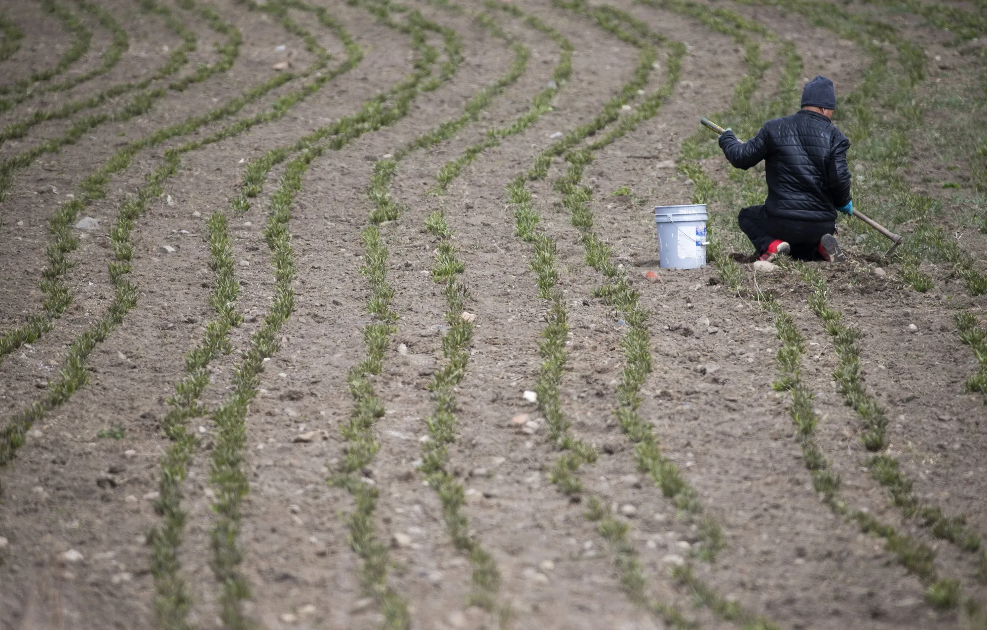 A man tends to a field in Ontario.