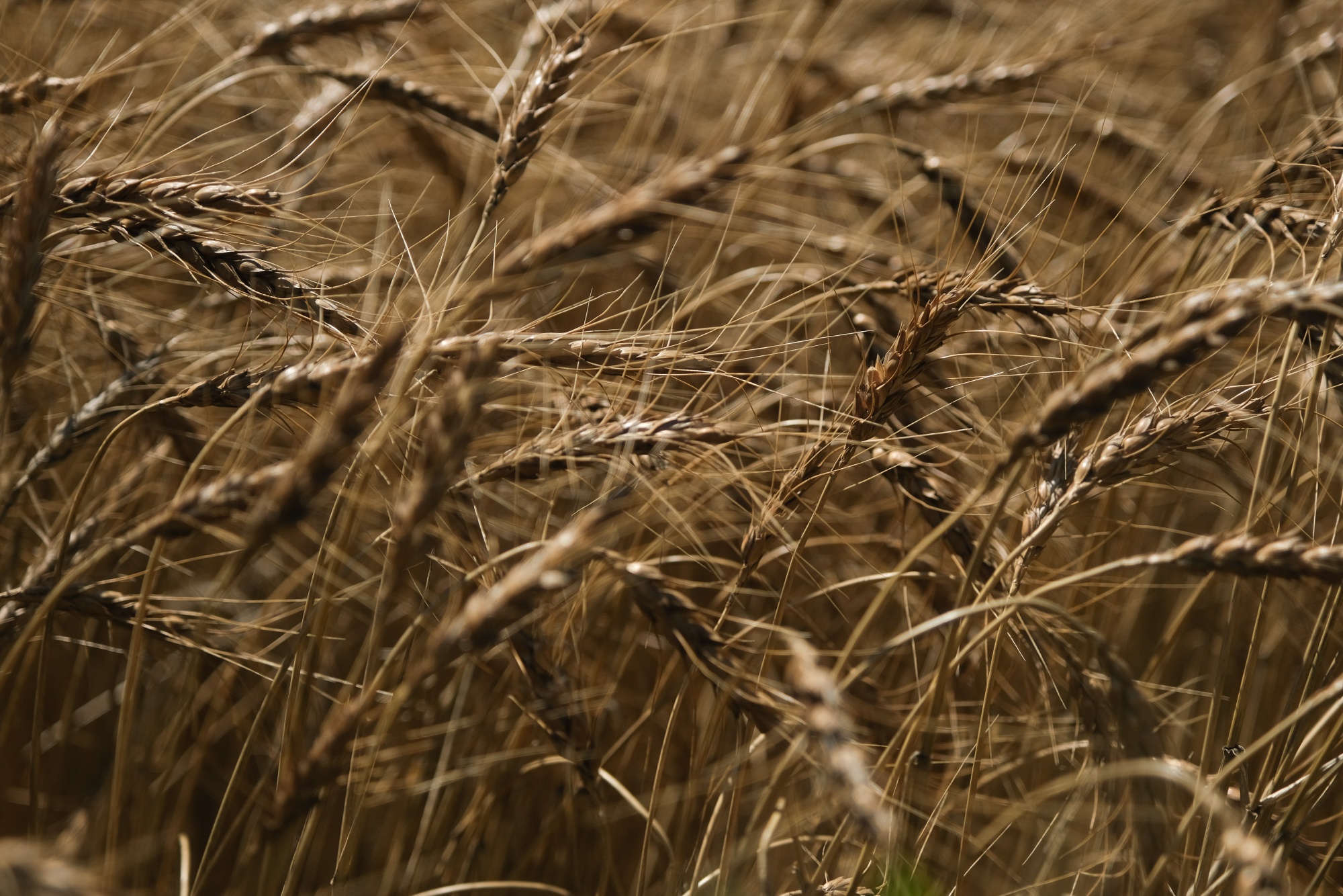 Wheat ready for harvesting in&nbsp;Kansas, US, in June.&nbsp;