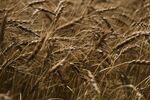 Wheat ready for harvesting in Kansas, US, in June. 