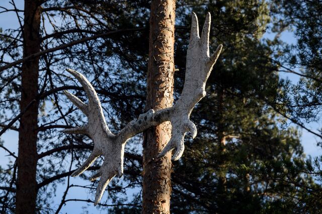 Moose antlers intended to keep drivers alert between Elverum and Rena.