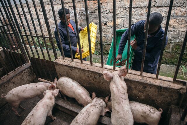 Pigs are fed Black Solider Fly larvae.