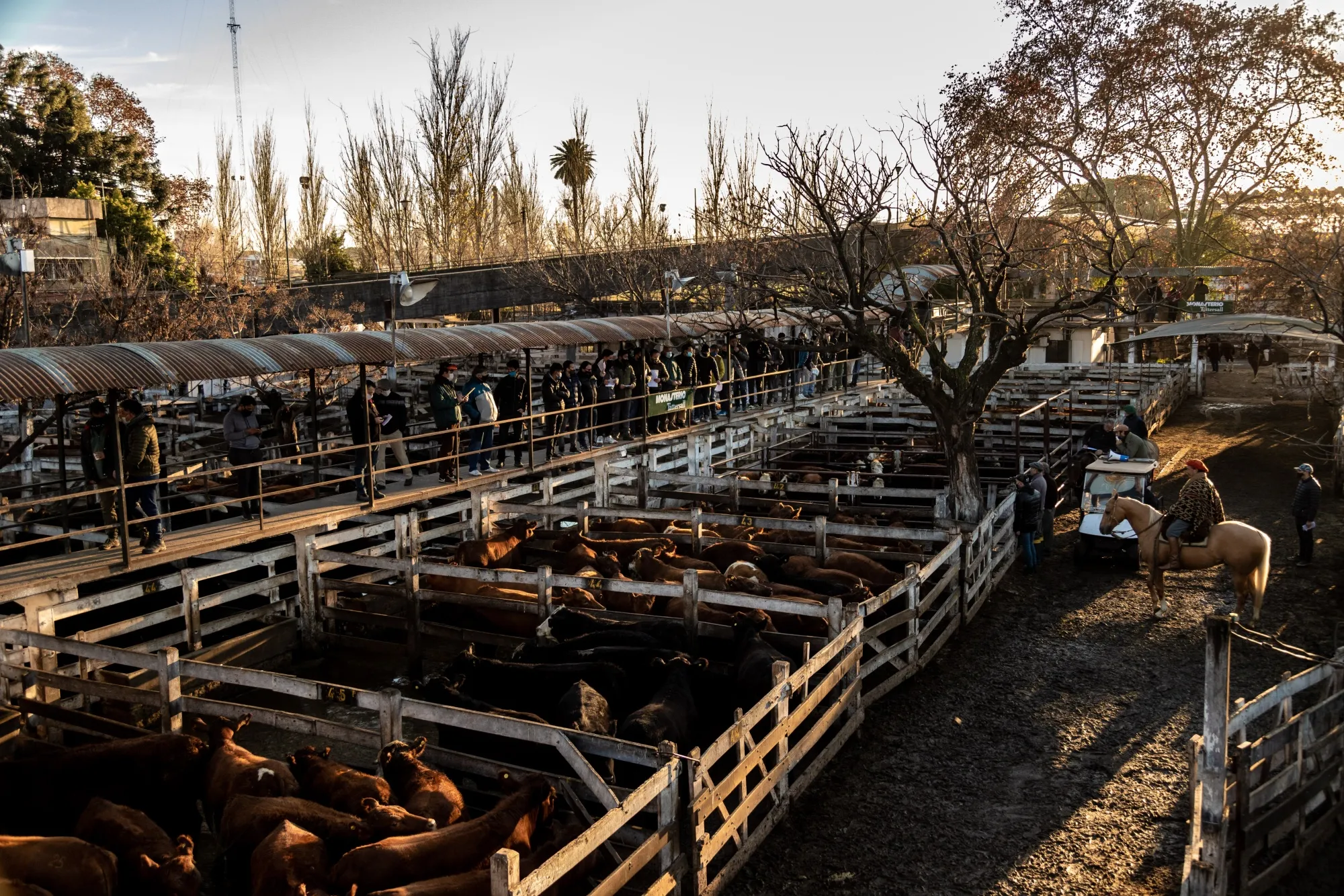Cattle buyers bid for lots during an early-morning winter auction at the Mercado de Liniers. The market was upgraded in the 1970s, around the same time that stockyards in Chicago were closing.