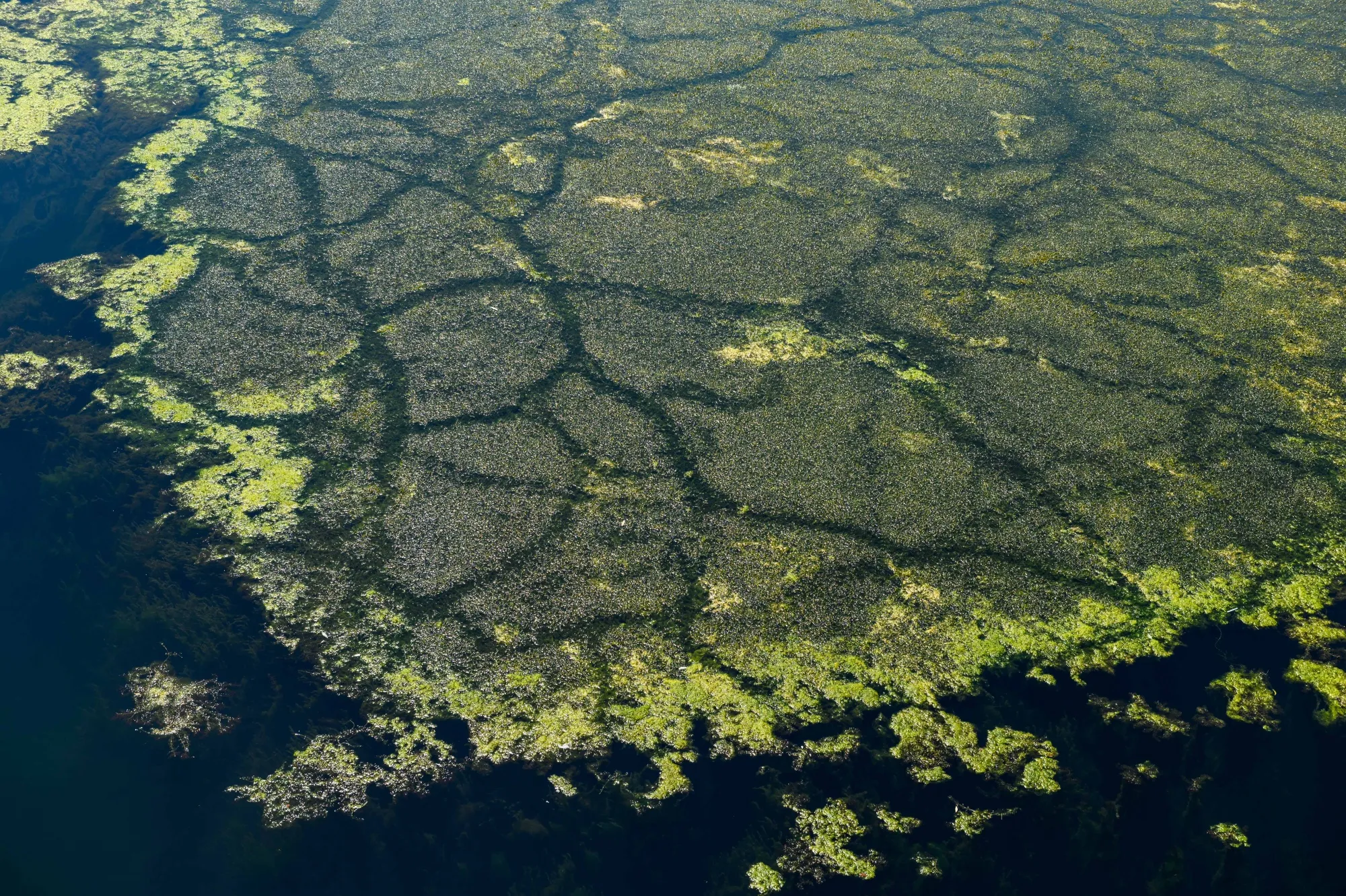 An algae bloom in the river Po in Carmagnola, Italy, on Thursday, July 21, 2022.
