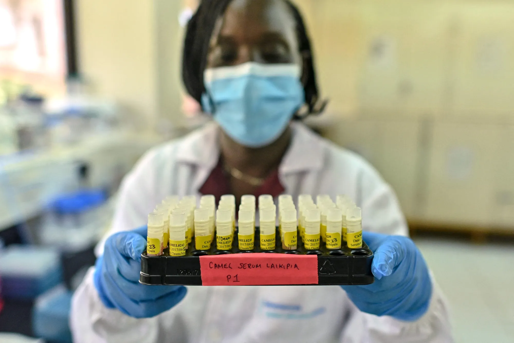 A research biologist analyses serum drawn from a camel's blood in Nairobi, Kenya.
