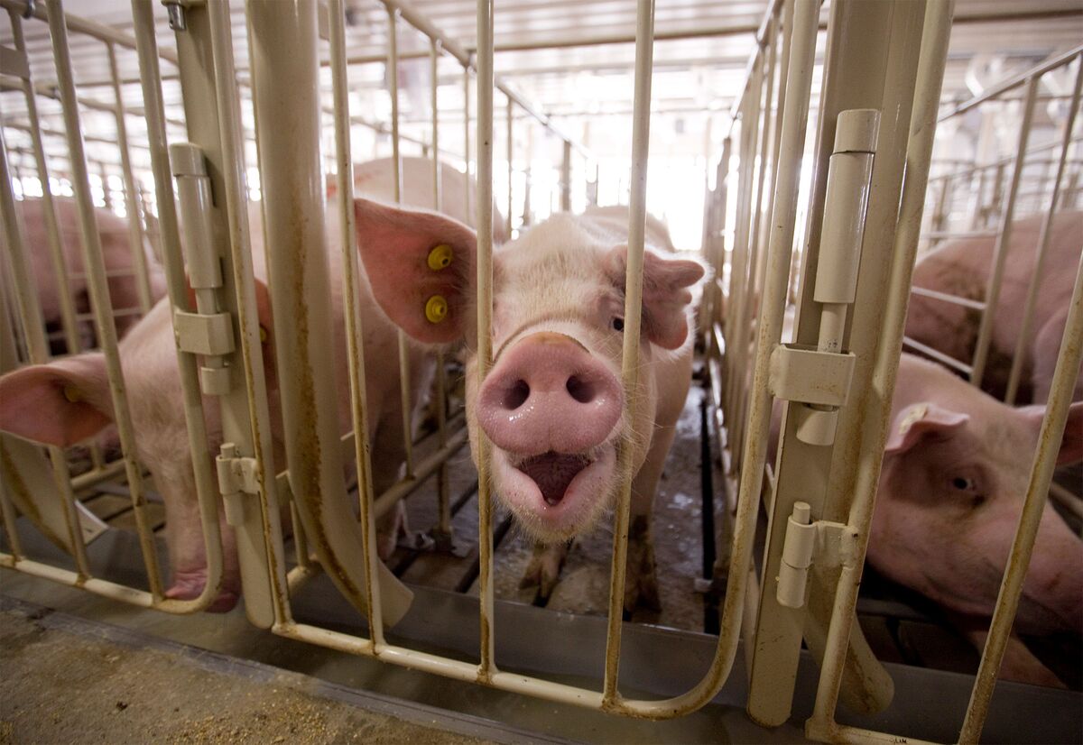 Pork Prices Are a Key Issue in Debate Over Gestation Crates - Bloomberg