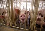 Pigs in a gestation building at a farm in Eldridge, Iowa, in 2012.