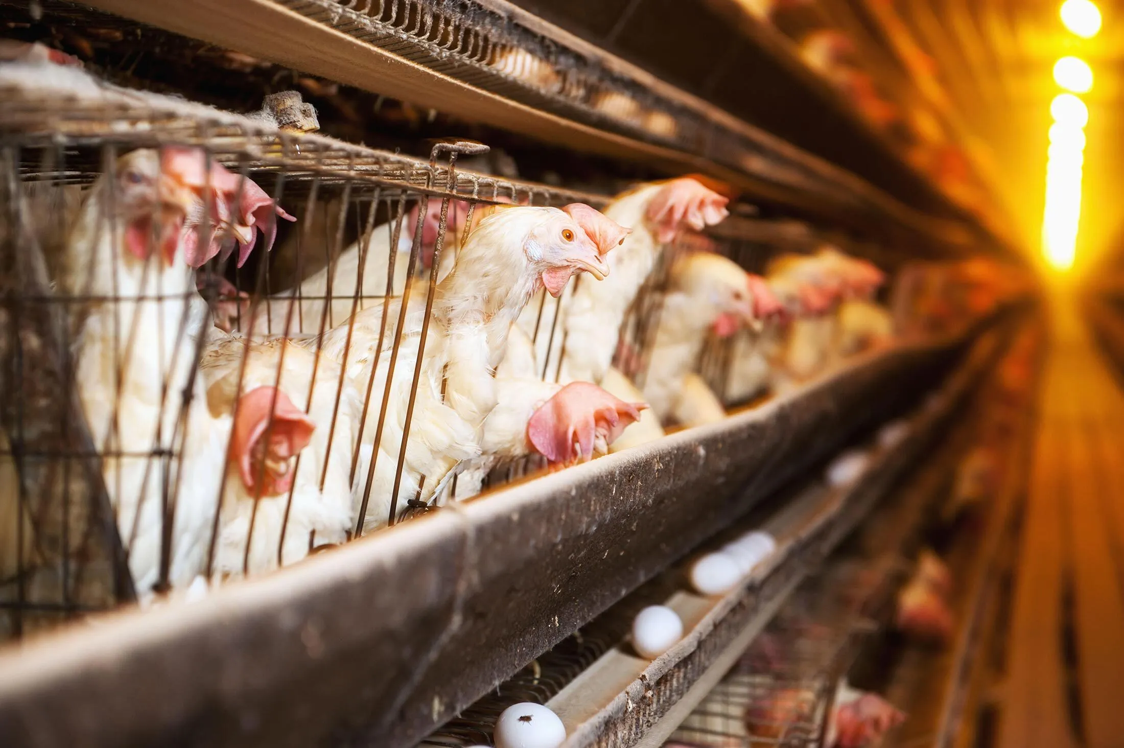 How Could the Cage Free Birds Be Raised: Expert Tips for Success