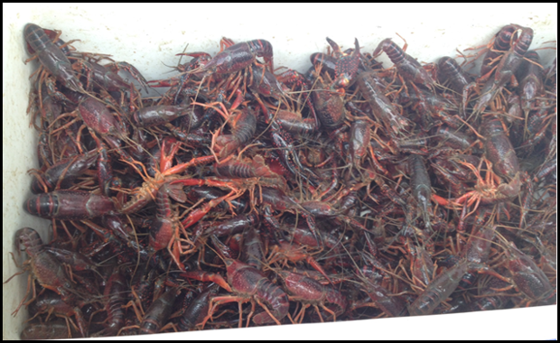 Slimy invader is attacking Louisiana where it hurts: crawfish and