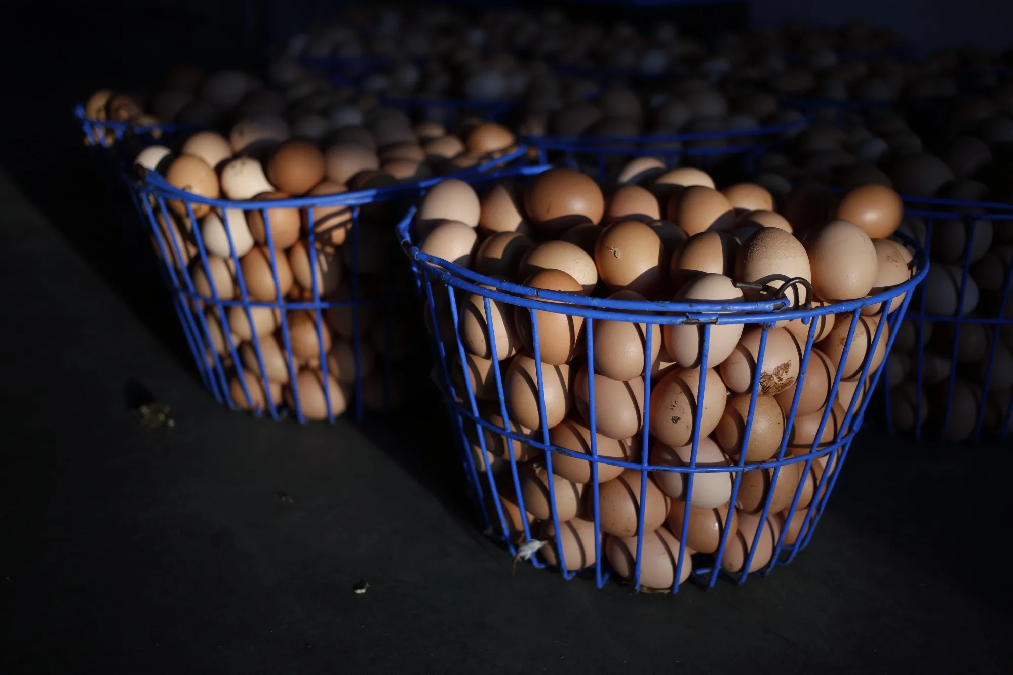 Freshly-laid chicken eggs in baskets at a farm in Pleasureville, Kentucky.