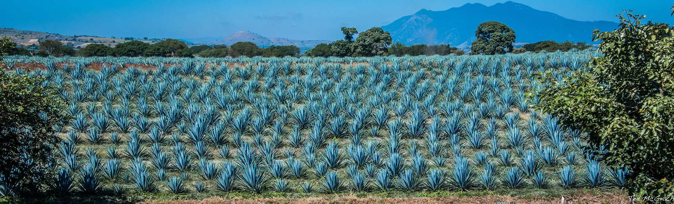 Agave fields outside&nbsp;Guadalajara.