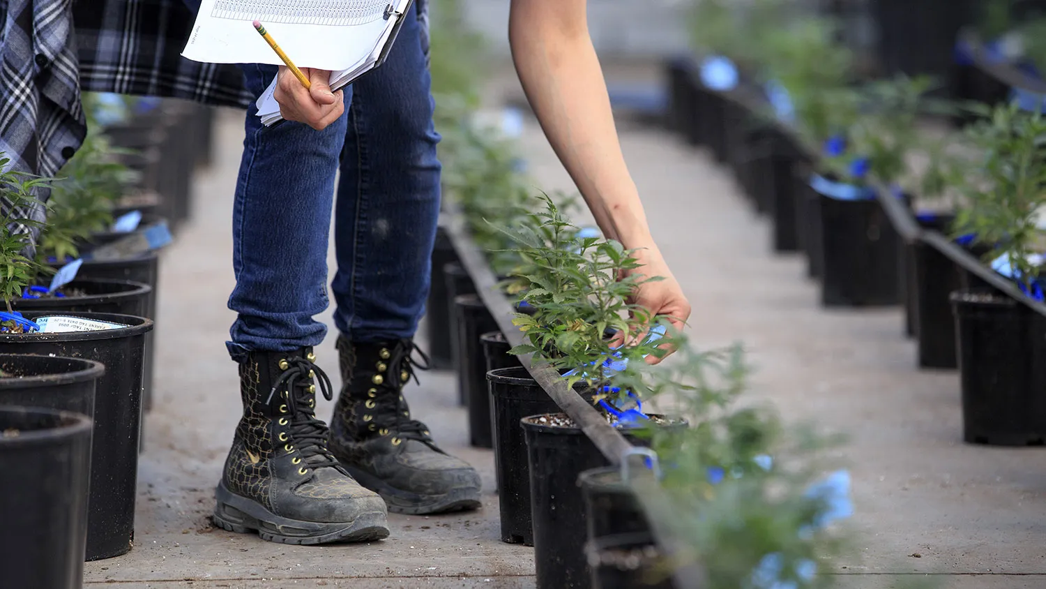 Workers clean up and check plant tags after transplanting marijuana plants to grow in a greenhouse at the Los Suenos Farms facility in Avondale, Colorado, on Feb. 25, 2016.
