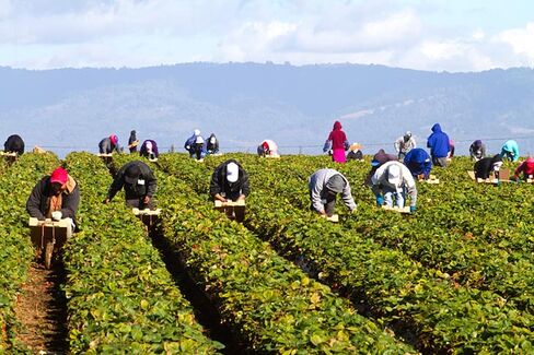 Undocumented Farmworkers Would Get a Fast Track to Citizenship. Why?