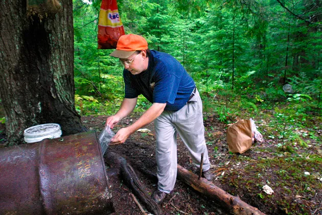 A bear hunter in Alton, Me., loads a barrel with old doughnuts and jelly rolls