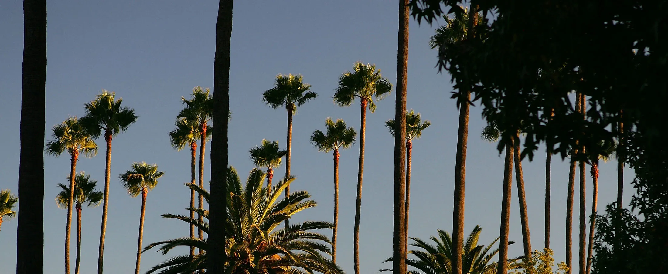 LAs Signature Palm Trees Are Disappearing