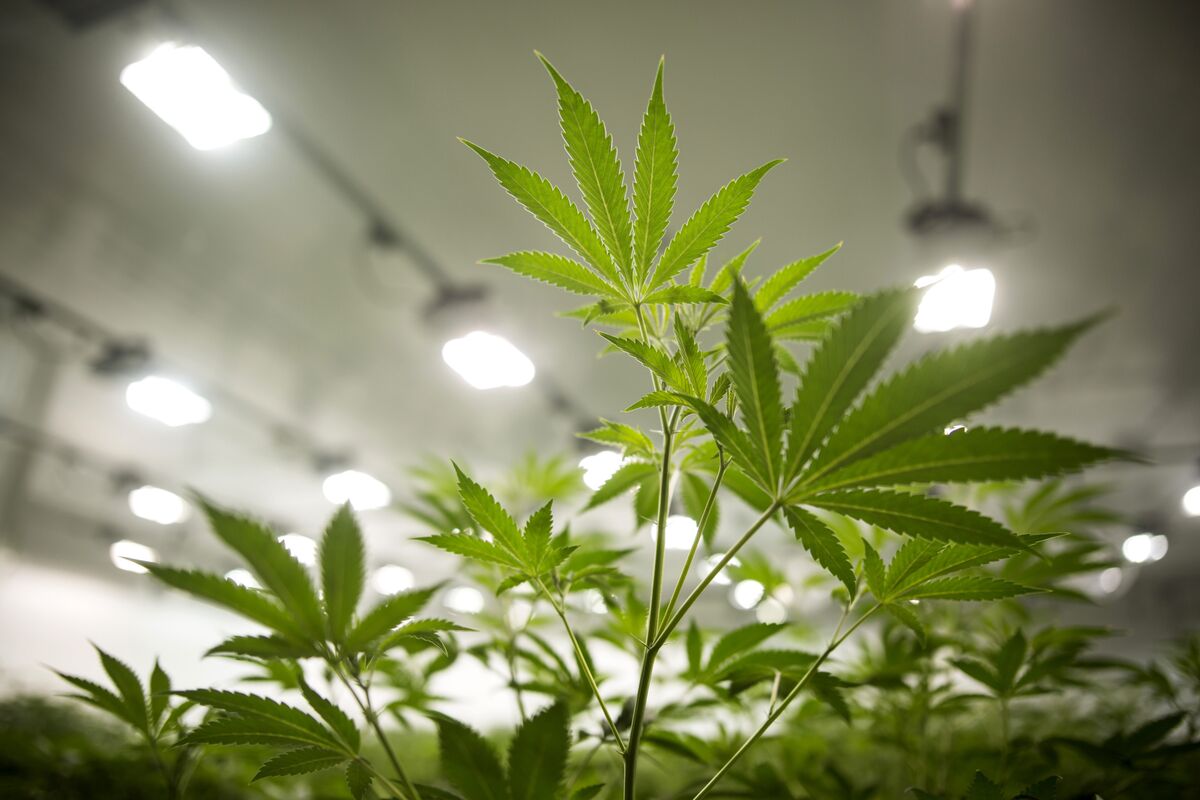 This Pot Company Posts Record Sales as CEO Eyes Deals