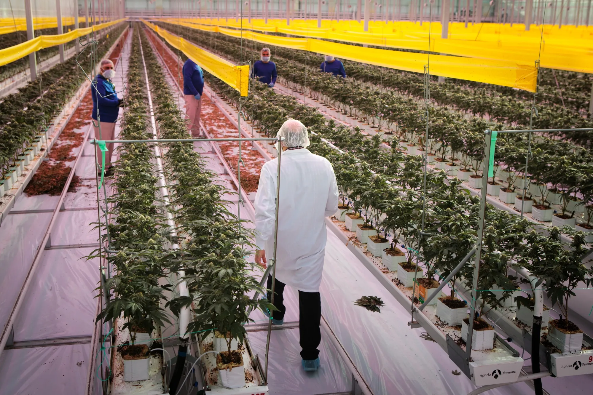 Aphria, Tilray Combine To Create Biggest Cannabis Company