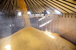 Grain Traders Lash Out After USDA Trumpets Flawed Corn Data