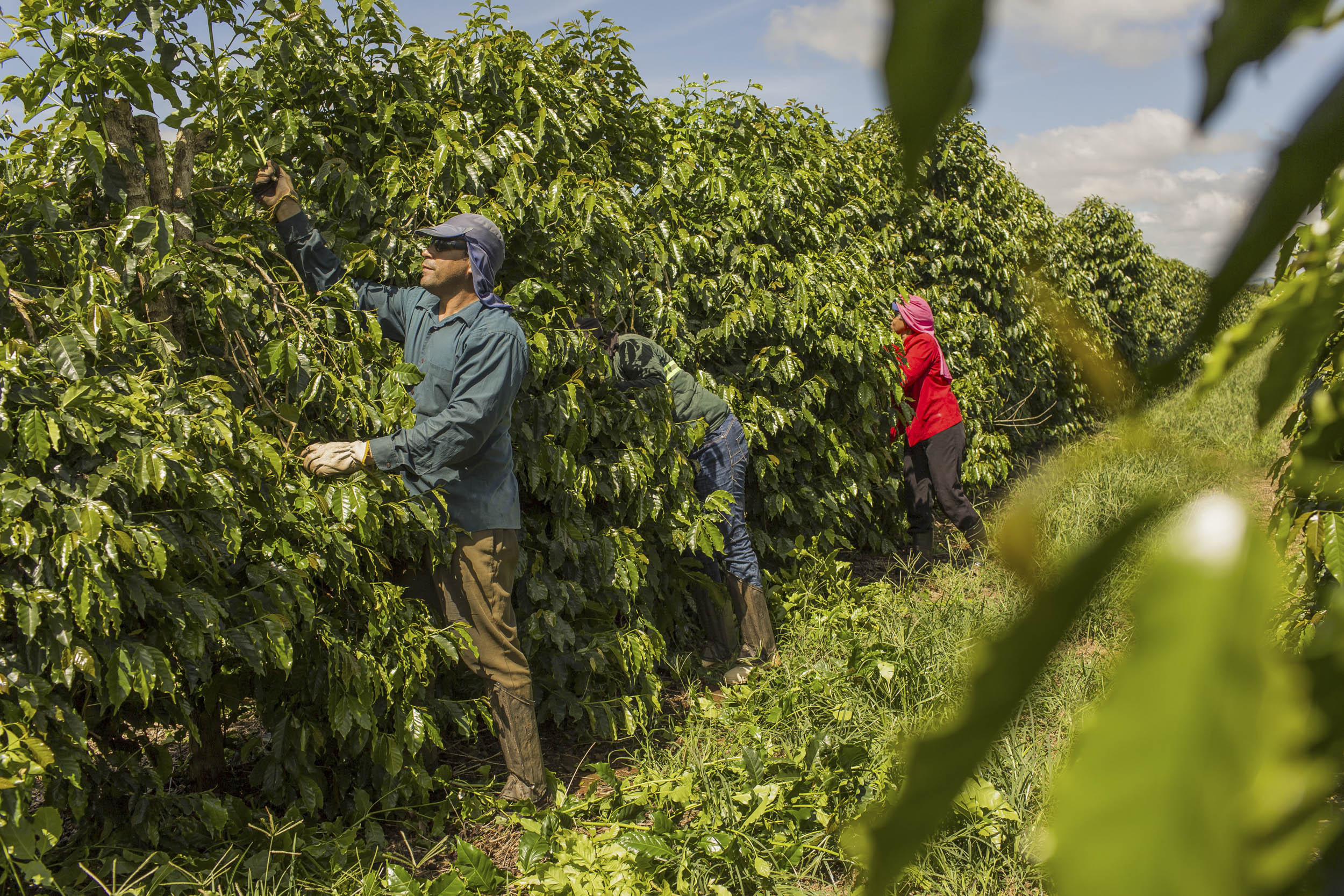 Workers tend to coffee plants at a plantation in Machado, Minas Gerais State, Brazil.