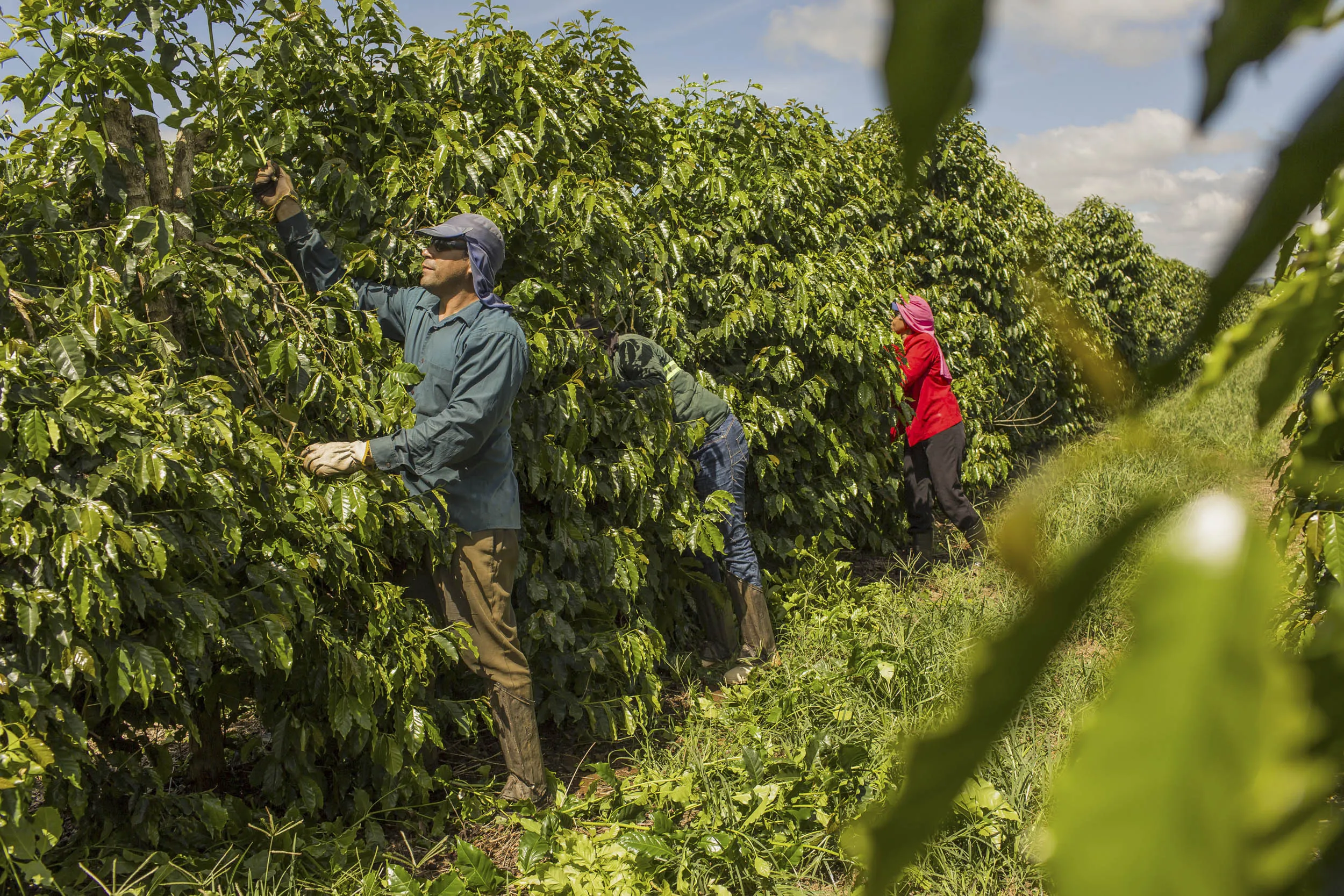 Workers tend to coffee plants at a plantation in Machado, Minas Gerais State, Brazil.