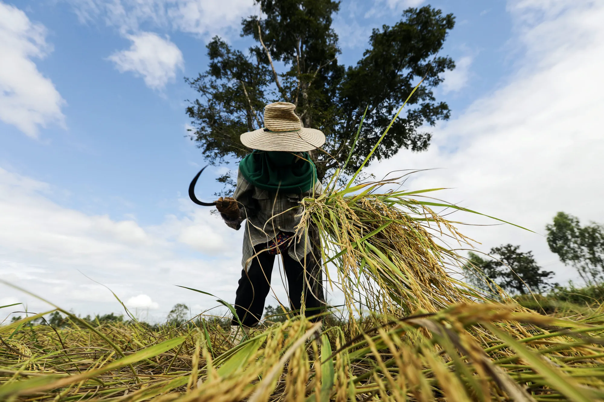 Thai Junta Flip-Flop on Populism Too Late for Suffering Farmers