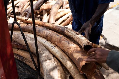 Horsemen Slaughter 89 Elephants in Attack in Chad, WWF Says