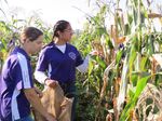 Students at the Chicago High School for Agricultural Sciences inspect corn stalks. Operating since 1985, their school is a model for other urban high schools looking to incorporate agriculture education.