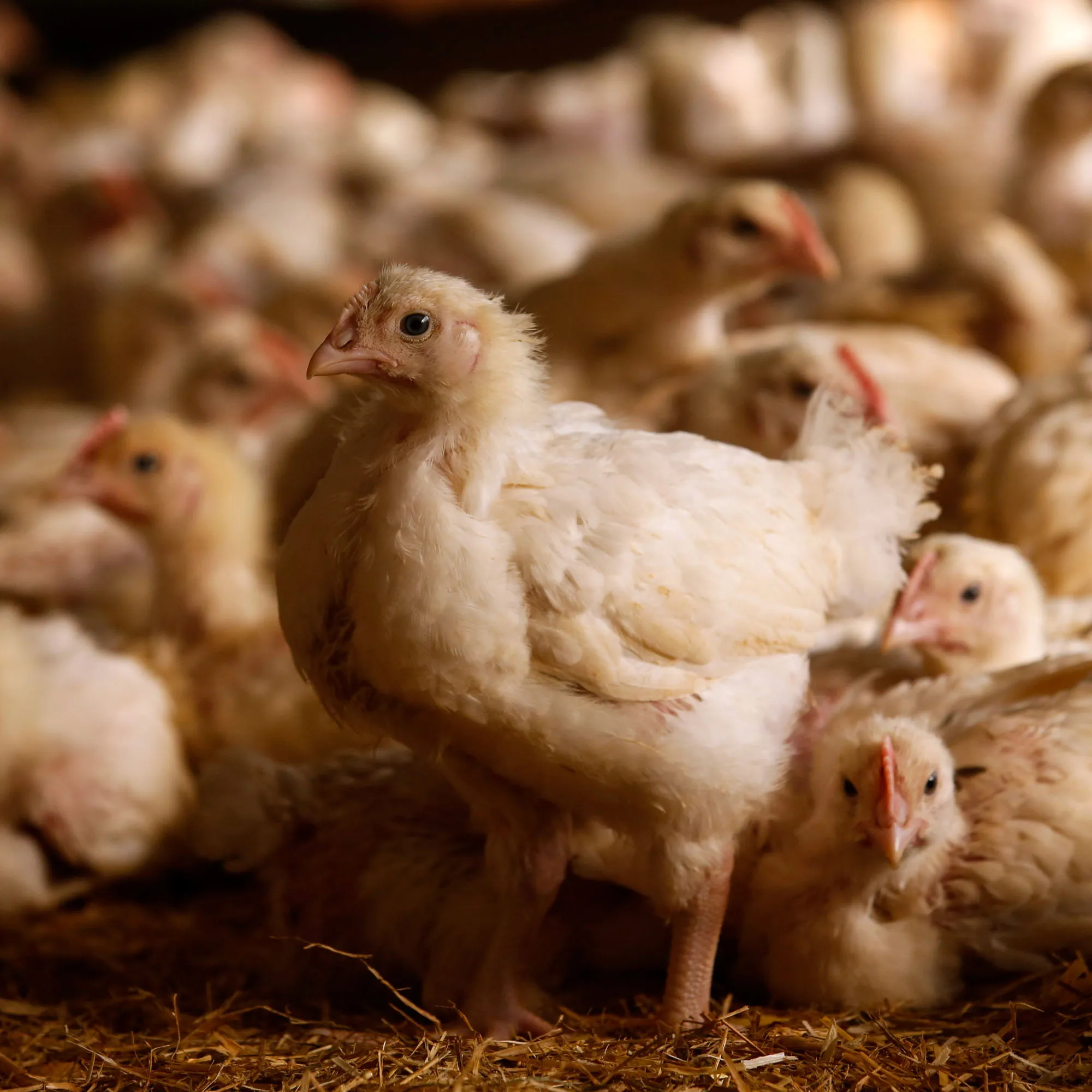 Freerange chickens roam in a field